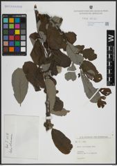 Foto von Salix atrocinerea Brot.